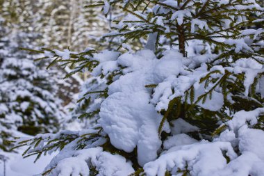 Romanya 'nın Karpat dağlarında kışın güzel dağ manzarası