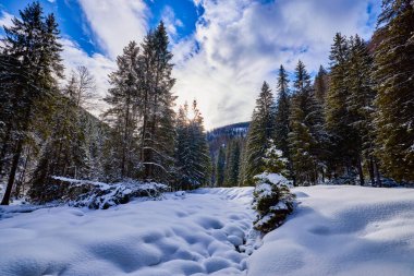 Bir dağ nehri ile kış görüntüleri. Cennet manzarası