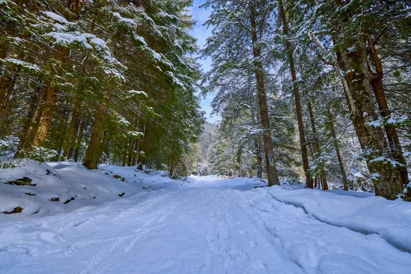 Beautiful Mountain Landscape Winter Carpathian Mountains Romania — Stock Photo, Image