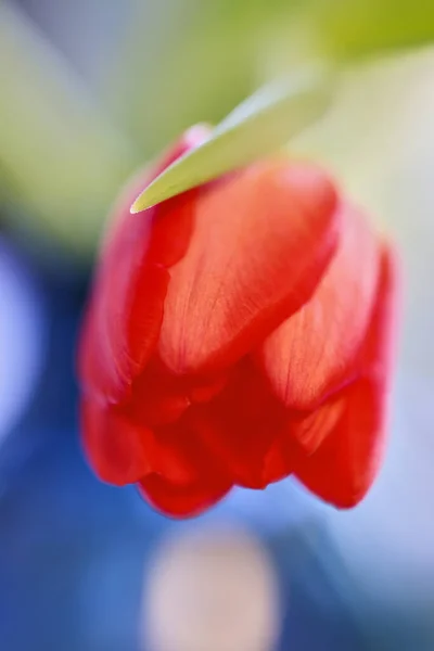 Nahaufnahme Mit Einer Roten Tulpe Unschärfe Dof — Stockfoto