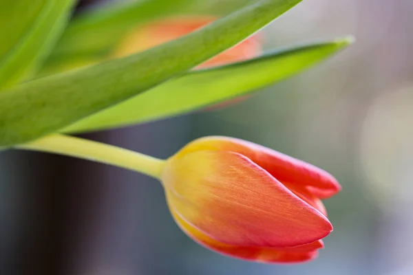 Close Imagem Com Uma Tulipa Vermelha Borrão Dof — Fotografia de Stock