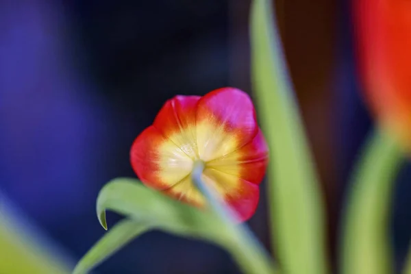 Close Image Red Tulip Blur Dof — стоковое фото