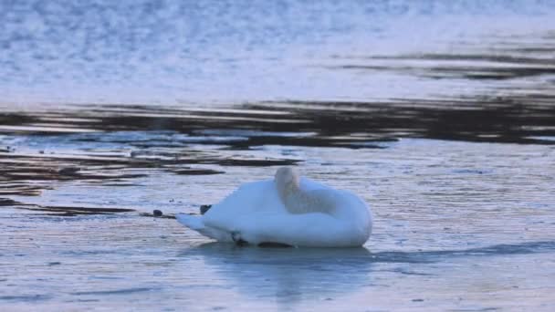 Cisne Adulto Rio Congelado Inverno — Vídeo de Stock