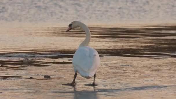 Cisne Adulto Rio Congelado Inverno — Vídeo de Stock