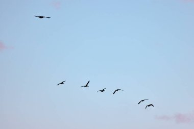 Arka planda gökyüzü ile uçan bir grup vahşi ördek.