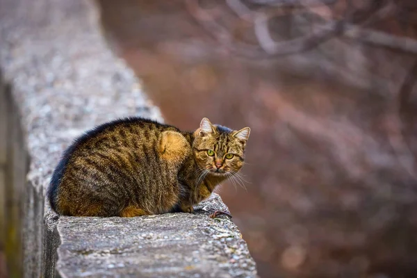 Gato Vadio Passeio Cimento — Fotografia de Stock