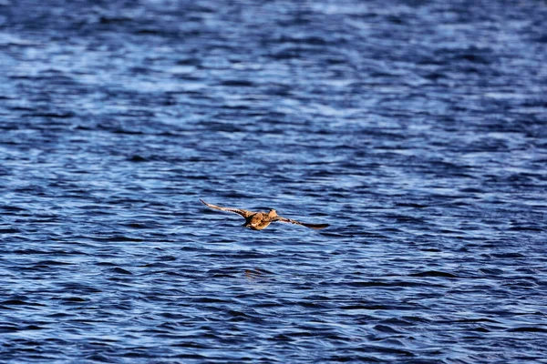 Eine Weibliche Wildente Fliegt Über Einen Fluss — Stockfoto