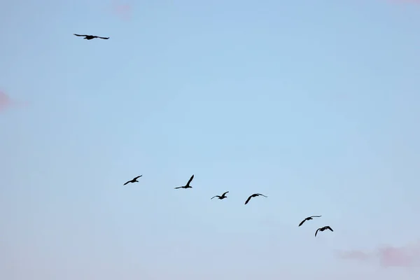 Groupe Canards Sauvages Volant Avec Ciel Arrière Plan — Photo