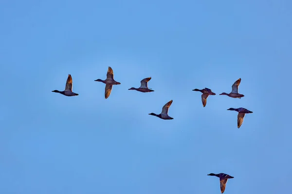 Grupa Dzikich Kaczek Latających Niebem Tle — Zdjęcie stockowe
