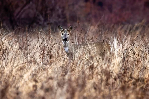 Cerf Caché Dans Végétation Automne — Photo