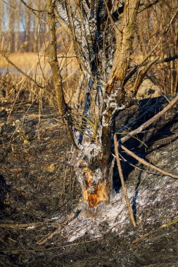 Bitki yangını kalıntıları.