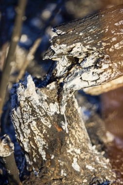 Bitki yangını kalıntıları.