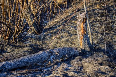Bitki yangını kalıntıları.