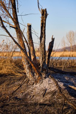 Bitki yangını kalıntıları.