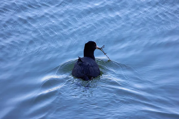 Fulica Atra 주하는 물새의 일종이다 — 스톡 사진