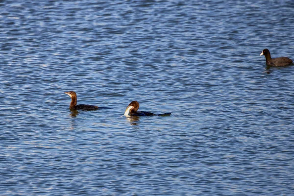 Fulica Atra Пытаясь Съесть Рыбу Реке — стоковое фото