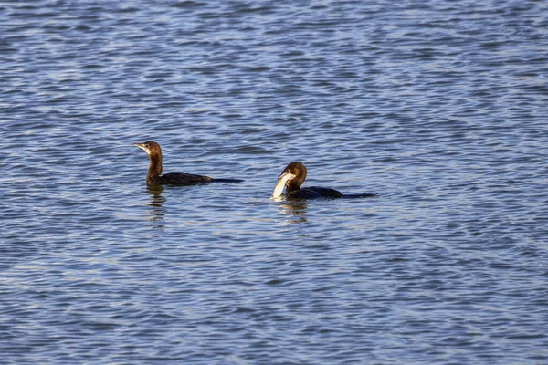 Fulica Atra Пытаясь Съесть Рыбу Реке — стоковое фото