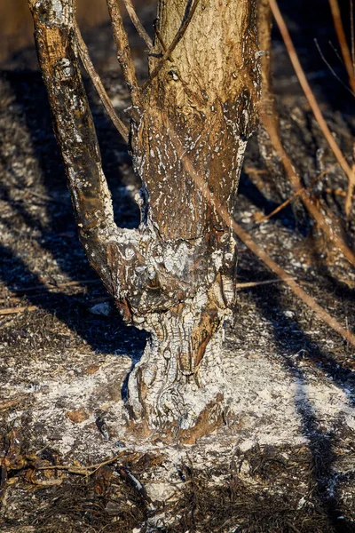 Débris Végétaux Laissés Par Feu Végétation — Photo