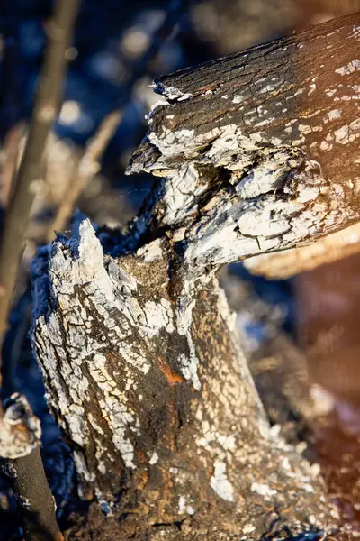 Serpihan Tanaman Yang Tersisa Dari Api Vegetasi — Stok Foto