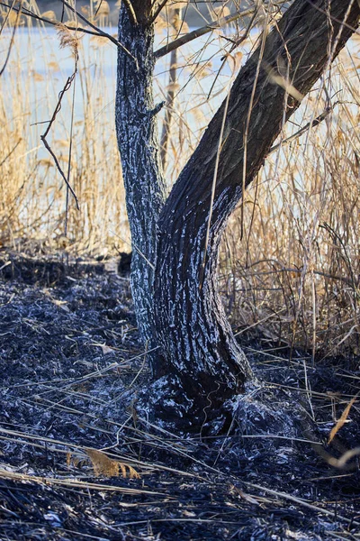 植生火災で残された植物の破片は — ストック写真