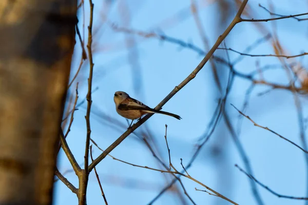 Beaux Oiseaux Sur Branche Arbre — Photo