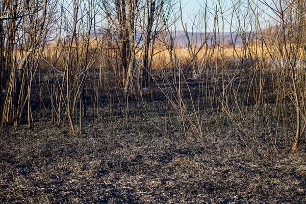 植被火灾遗留的植物碎片 — 图库照片