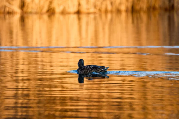 Fulica Atra 주하는 물새의 일종이다 — 스톡 사진