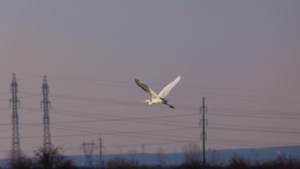 Ardea Alba Die Slow Motion Met Blauwe Lucht Achtergrond Vliegt — Stockvideo