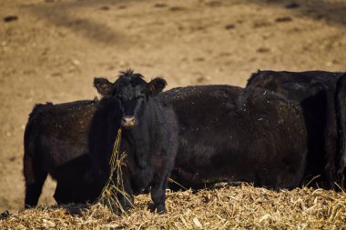 Siyah bir Angus ineğinin çiftlikteki görüntüsü