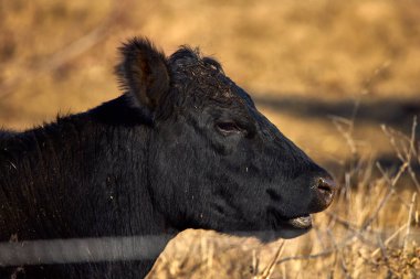 Siyah bir Angus ineğinin çiftlikteki görüntüsü