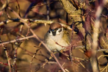 Gül çalılarının arasında bir serçe.