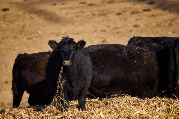 Imagen Una Vaca Angus Negra Una Granja — Foto de Stock