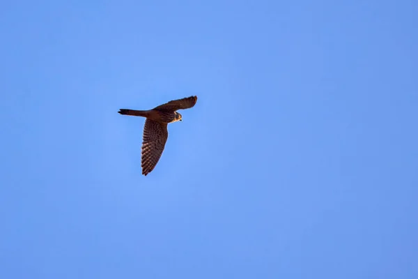 Taubenfalke Flug Isoliert Blauen Himmel — Stockfoto