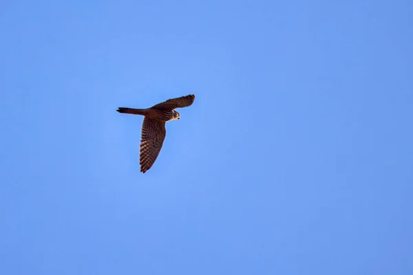 Duif Havik Vlucht Geïsoleerd Aan Blauwe Lucht — Stockfoto