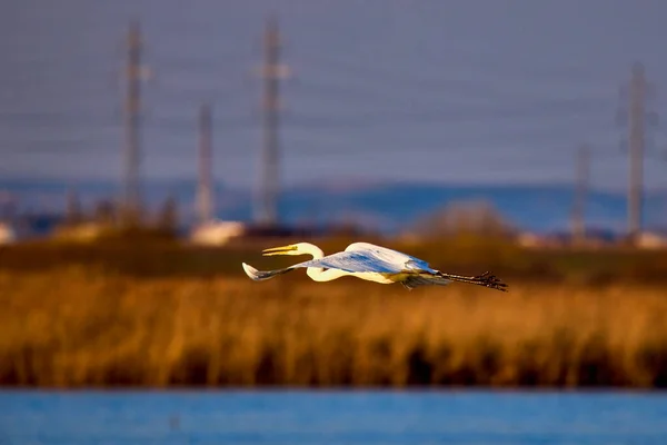 Ardea Alba Som Flyger Med Den Blå Himlen Bakgrunden — Stockfoto