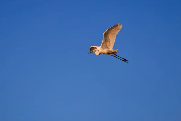 Ardea Alba Che Vola Con Cielo Azzurro Sullo Sfondo — Foto Stock