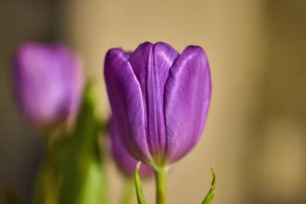 Close Purple Tulip Dof — стоковое фото