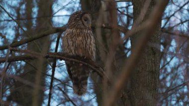 (Strix nebulosa ya da sakallı sincap İsveç, Finlandiya ve Polonya 'dan Doğu Sibirya' ya kadar yoğun kozalaklı ormanlarda yaşar.. 