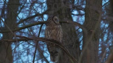 (Strix nebulosa ya da sakallı sincap İsveç, Finlandiya ve Polonya 'dan Doğu Sibirya' ya kadar yoğun kozalaklı ormanlarda yaşar.. 