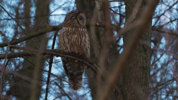 Strix Nebulosa Oder Barthörnchen Lebt Dichten Nadelwäldern Von Schweden Finnland — Stockvideo