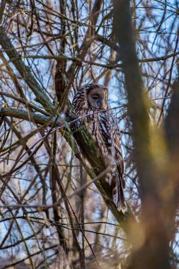 (Strix nebulosa ya da sakallı sincap İsveç, Finlandiya ve Polonya 'dan Doğu Sibirya' ya kadar yoğun kozalaklı ormanlarda yaşar..