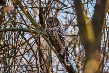 (Strix nebulosa ya da sakallı sincap İsveç, Finlandiya ve Polonya 'dan Doğu Sibirya' ya kadar yoğun kozalaklı ormanlarda yaşar..