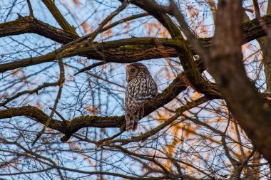 (Strix nebulosa ya da sakallı sincap İsveç, Finlandiya ve Polonya 'dan Doğu Sibirya' ya kadar yoğun kozalaklı ormanlarda yaşar..