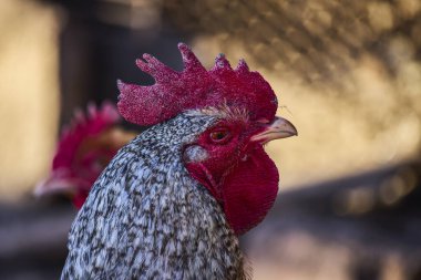 Küçük bir çiftlikte tavuk kafasıyla yaklaş..