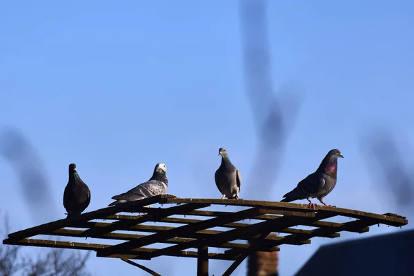 鳩は小さな鳩の養殖場に特別に配置されたプラットフォームで — ストック写真