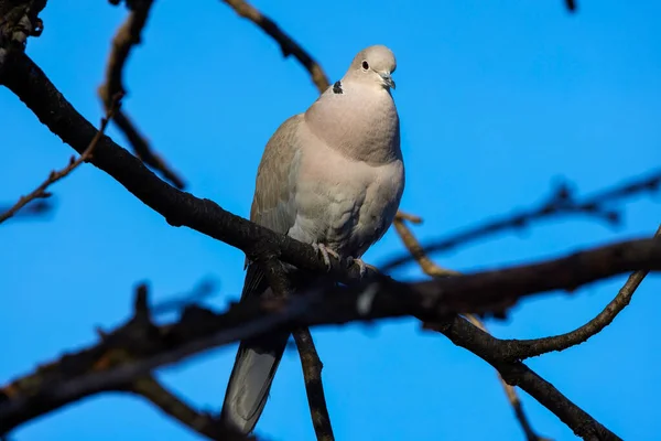 Fermer Avec Une Colombe Sur Les Branches Arbre — Photo