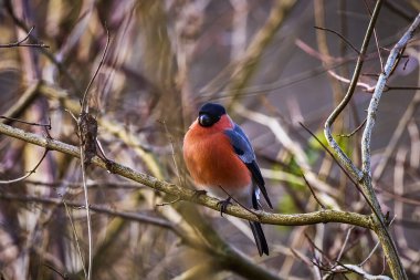Avrasya (yaygın) boğa ispinozu (Pyrrhula pyrrhula) bir dala oturmuş.