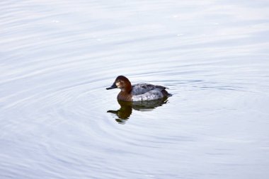 Güneşli bir günde nehirdeki ördekler