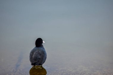 Fulica atra (Fulica atra), miting familyasından bir su kuşu türü..