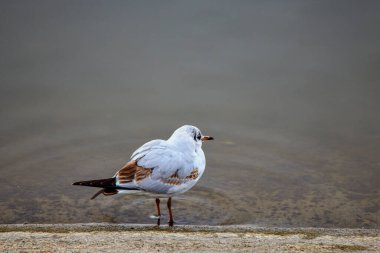 Gölün kıyısında bir martıyla yaklaş.